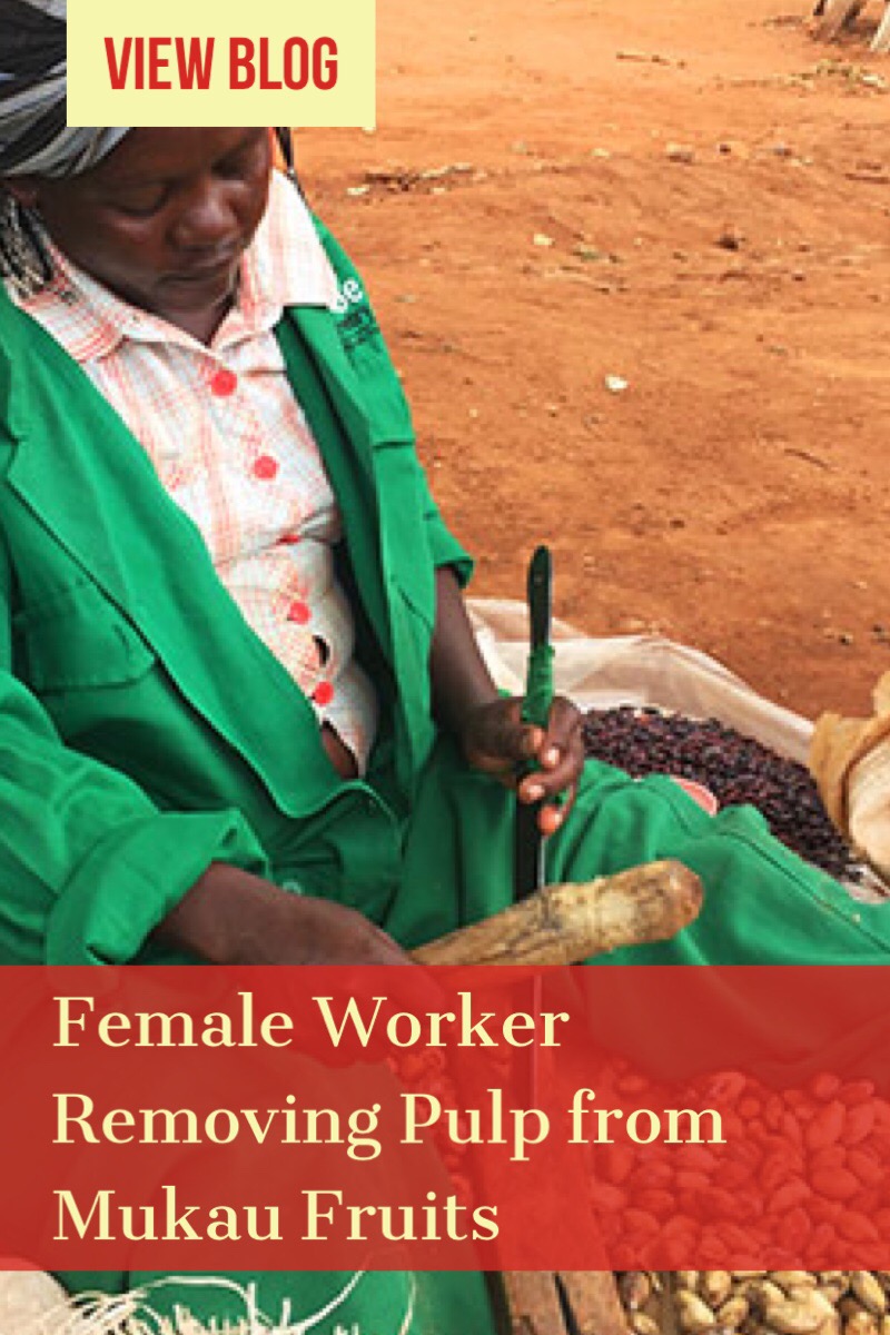 female worker removing pulp from mukau fruits