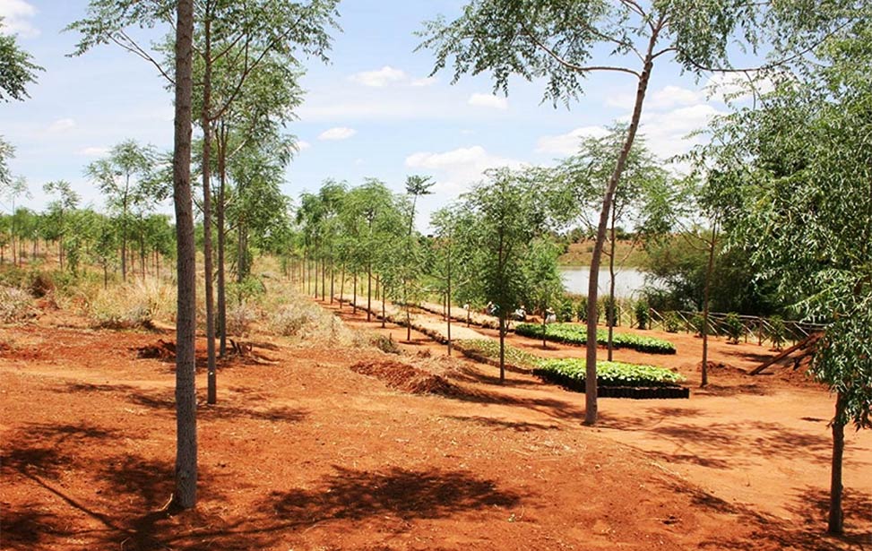Arid land wonder tree, mukau, spurs new economic opportunities