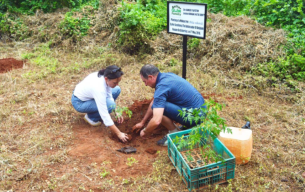 Planting a tree