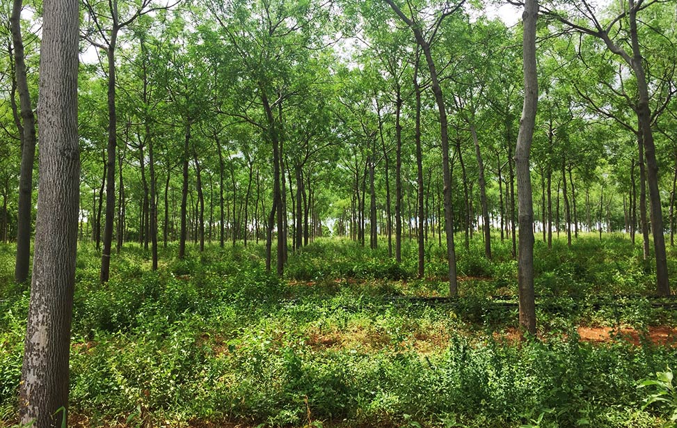 Better Globe Forestry Mukau plantation in Kiambere, Kenya