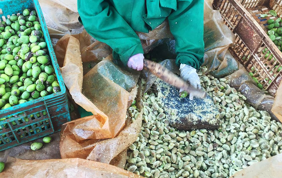 Better Globe Forestry worker removing pulp from Mukau fruits