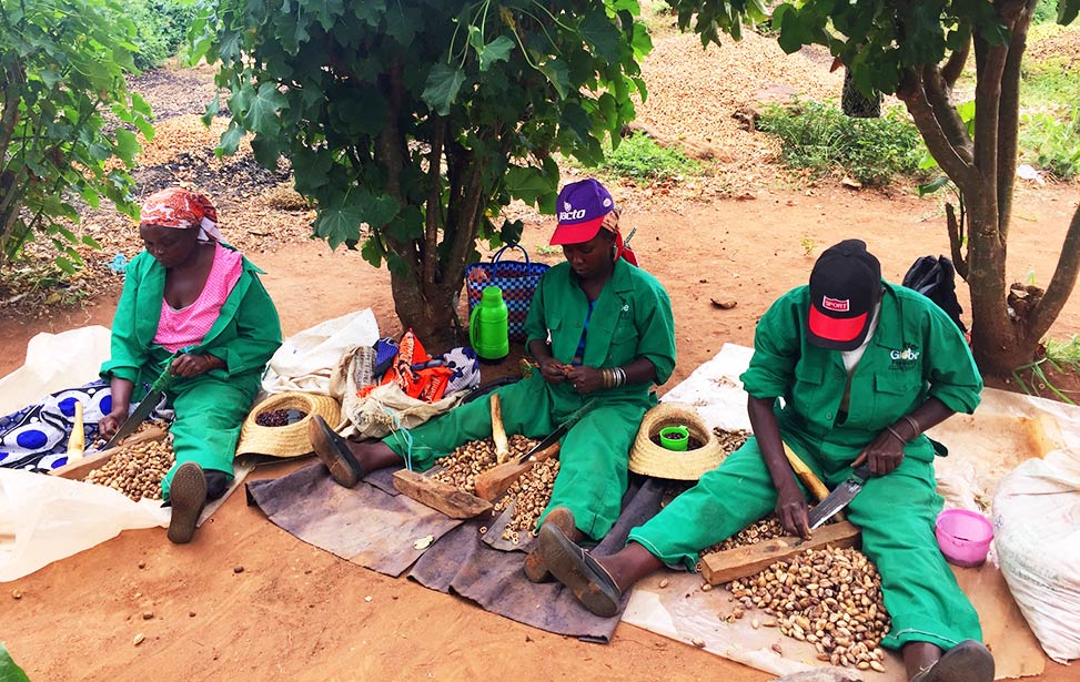 Cracking Mukau nuts to extract seeds at Kiambere Site