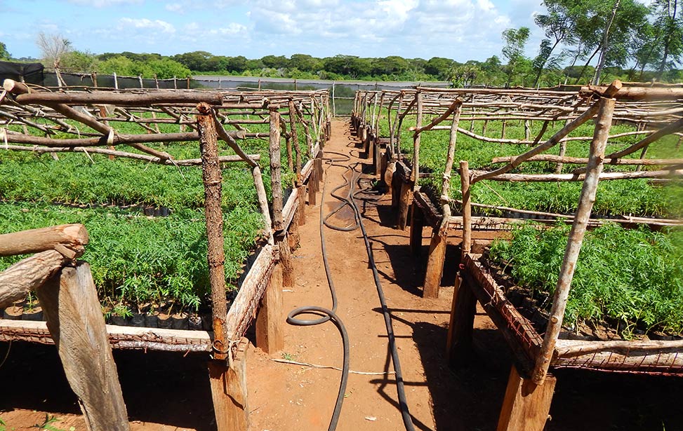 Mukau seedlings, Nyongoro, Kenya