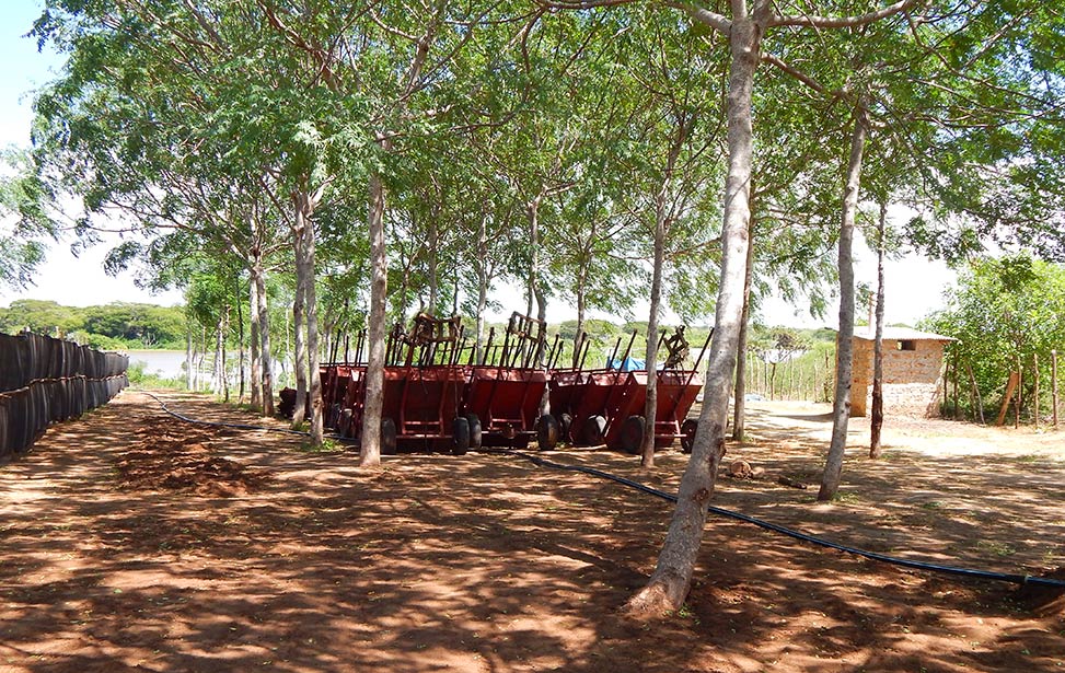 Mukau trees planted by Better Globe customers in 2011