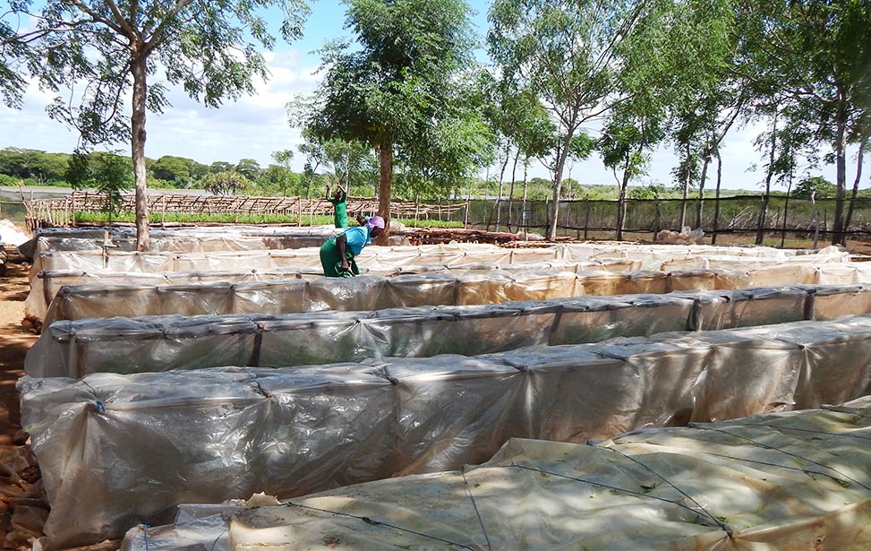 Preparation of seedlings in the nursery