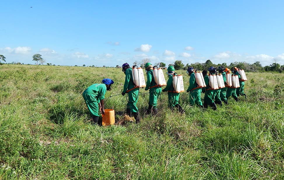 Better Globe Forestry workers spraying the grass for weeds