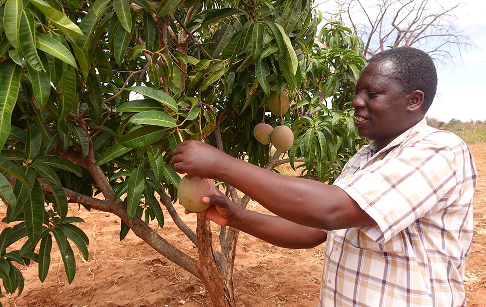 Samuel Mulli, a Better Globe Forestry outgrower