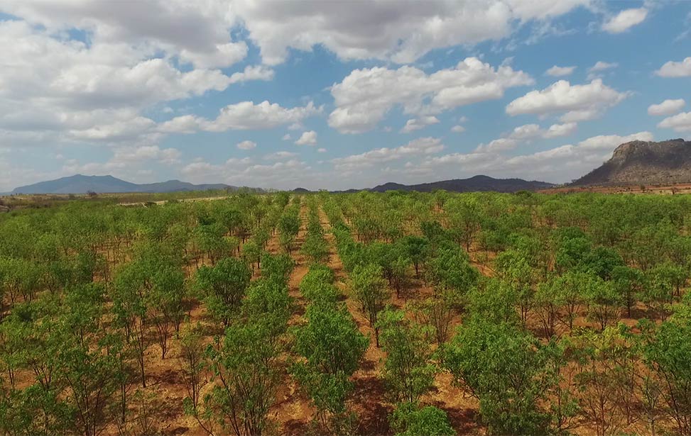 A forest of mukau trees from Better Globe Forestry's plantation in Kiambere, Kenya