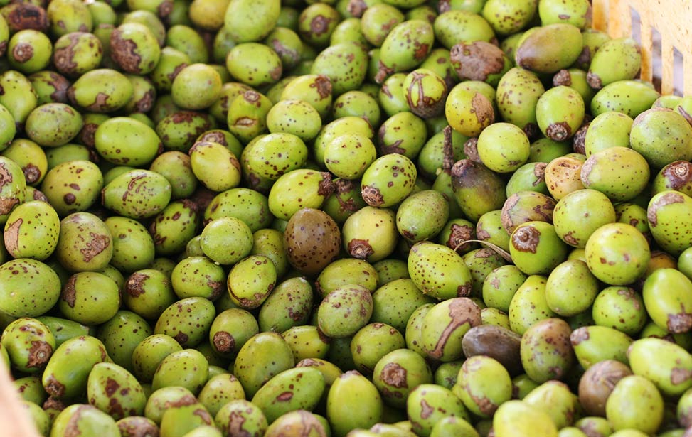 Mukau fruits harvested from Mukau Plus trees