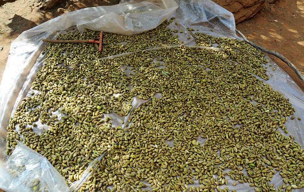 Mukau nuts being dried