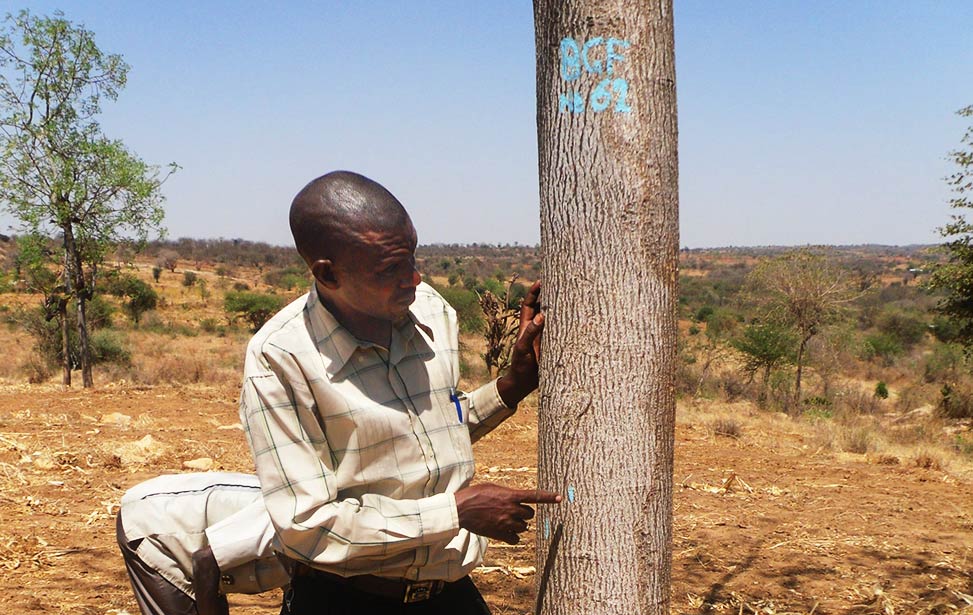 Mukau Plus tree