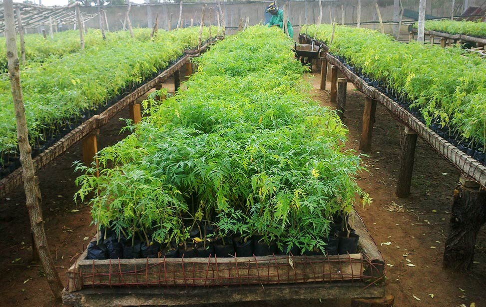 Mukau seedlings on raised bed at Nyongoro Planation