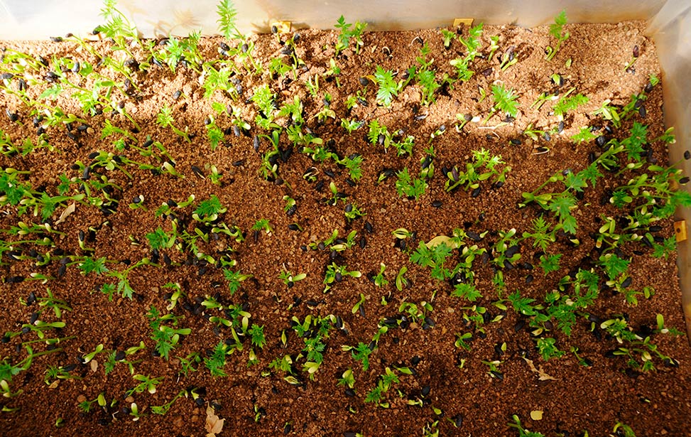 Mukau seeds and young seedlings
