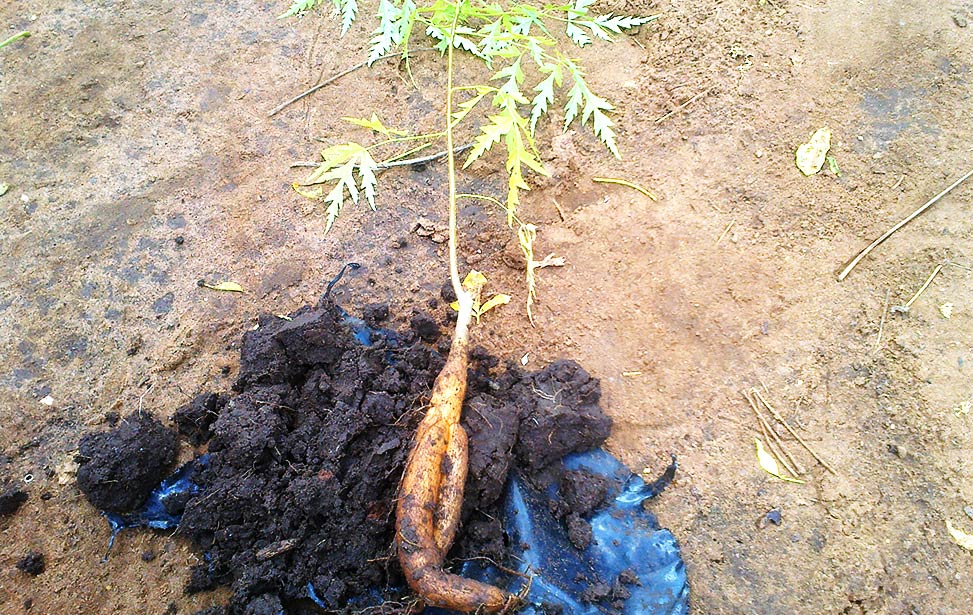 The secret of mukau survival in dry areas: a fat root stocked with water and nutrients.