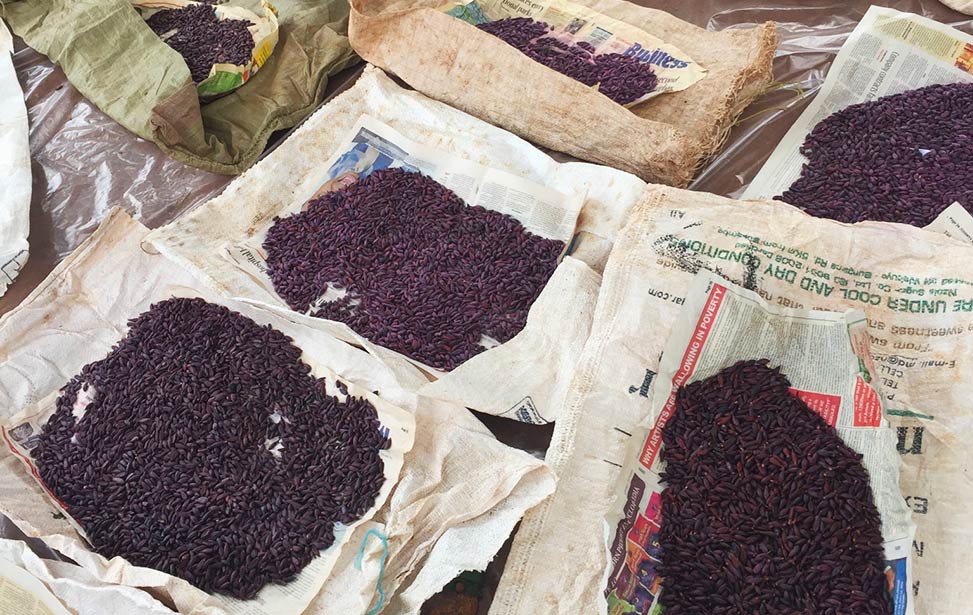 Sorted mukau seeds in paper bags