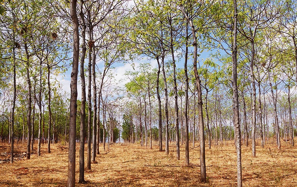 Spacing between mukau trees