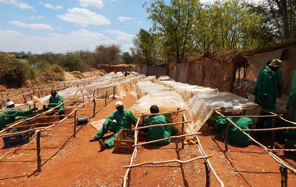 Building cover for the tree seedlings