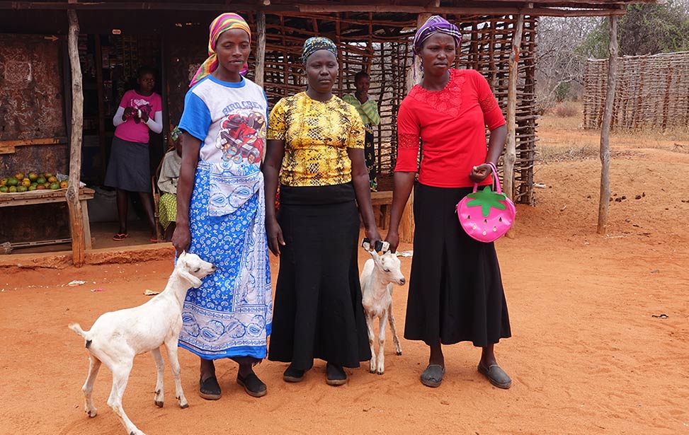 Goats financed by microfinance loans Goats financed by microfinance loans