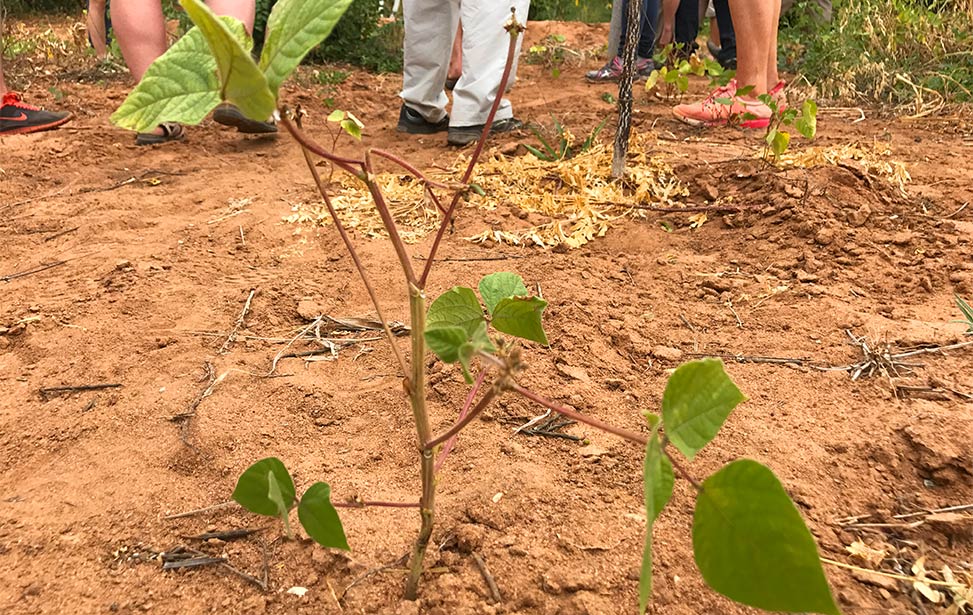 A young mukau tree