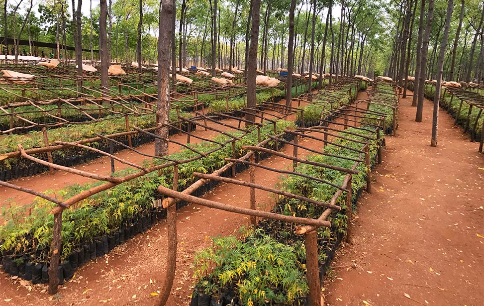 Mukau Tree Plantation