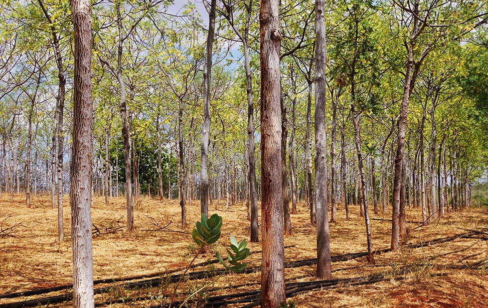 Tree planting