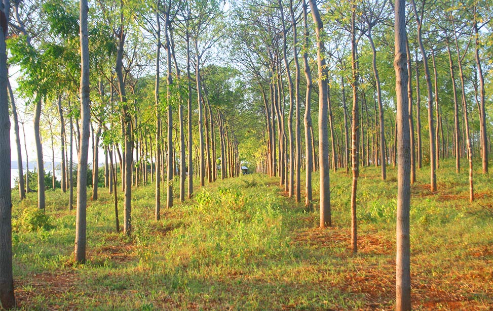 Mukau plantation