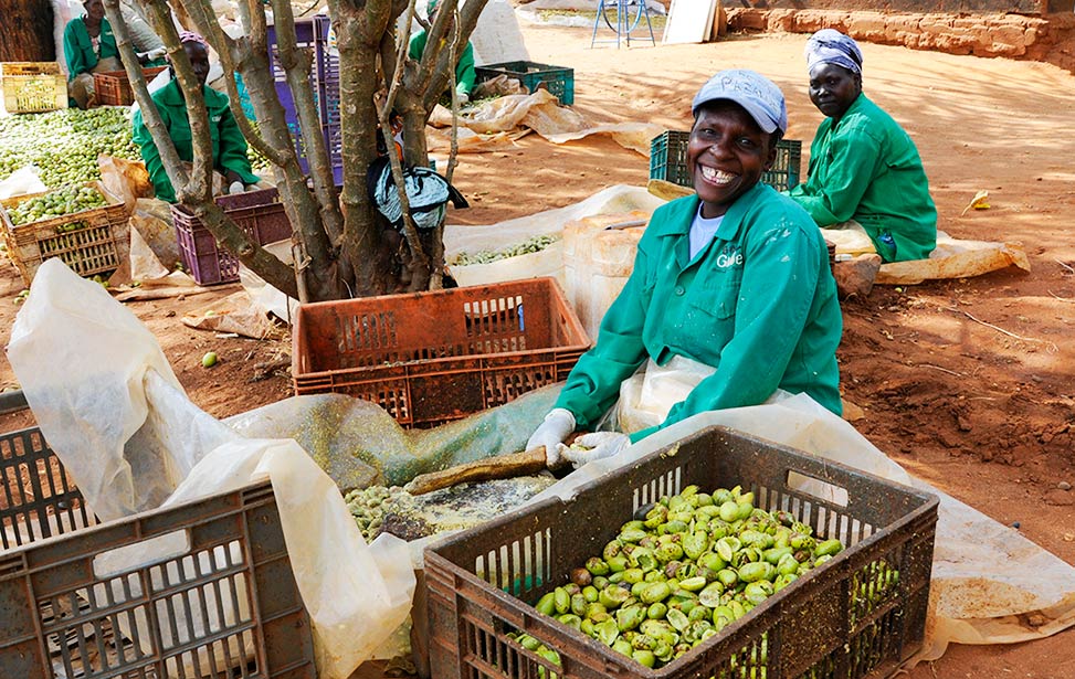 Women working at Better Globe Forestry's plantation