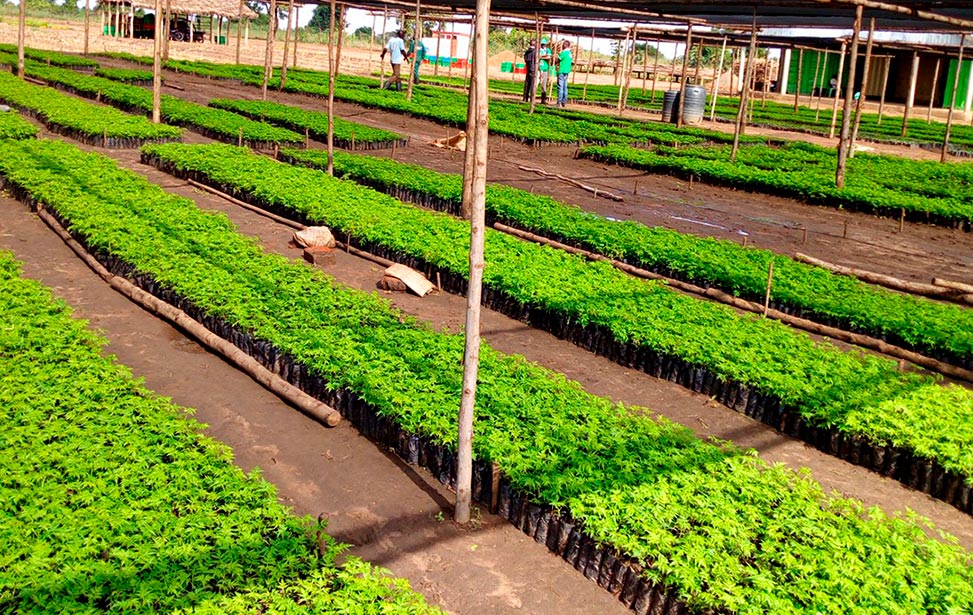 Better Globe Forestry nursery in Dokolo district of Uganda