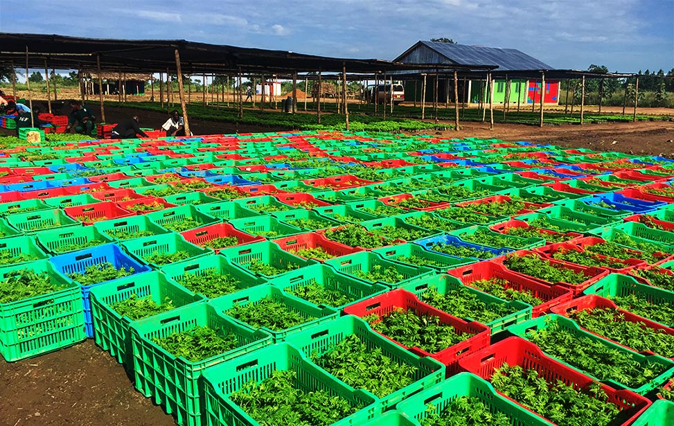 Tree seedlings packed in crates