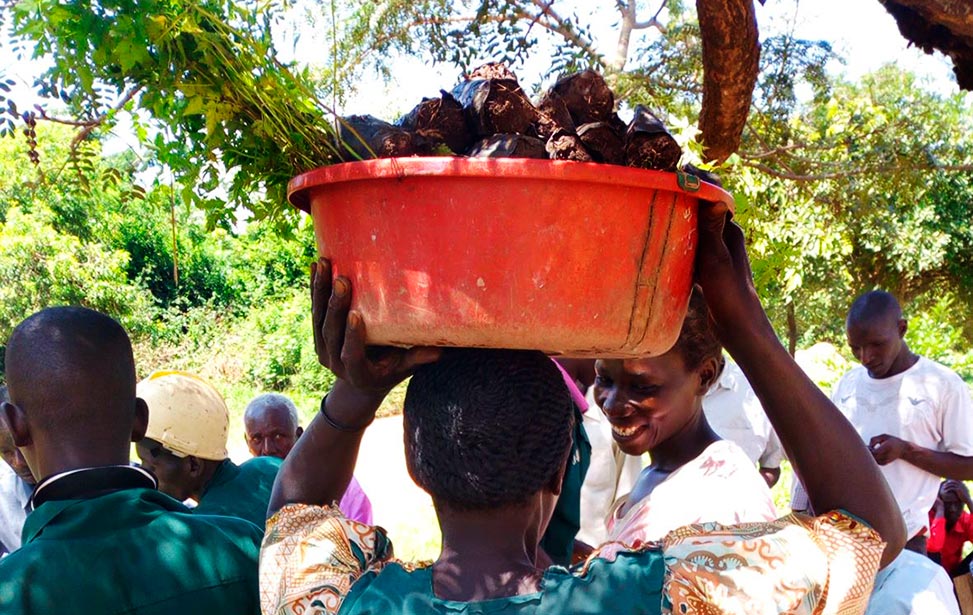 Carrying tree seedlings on the head