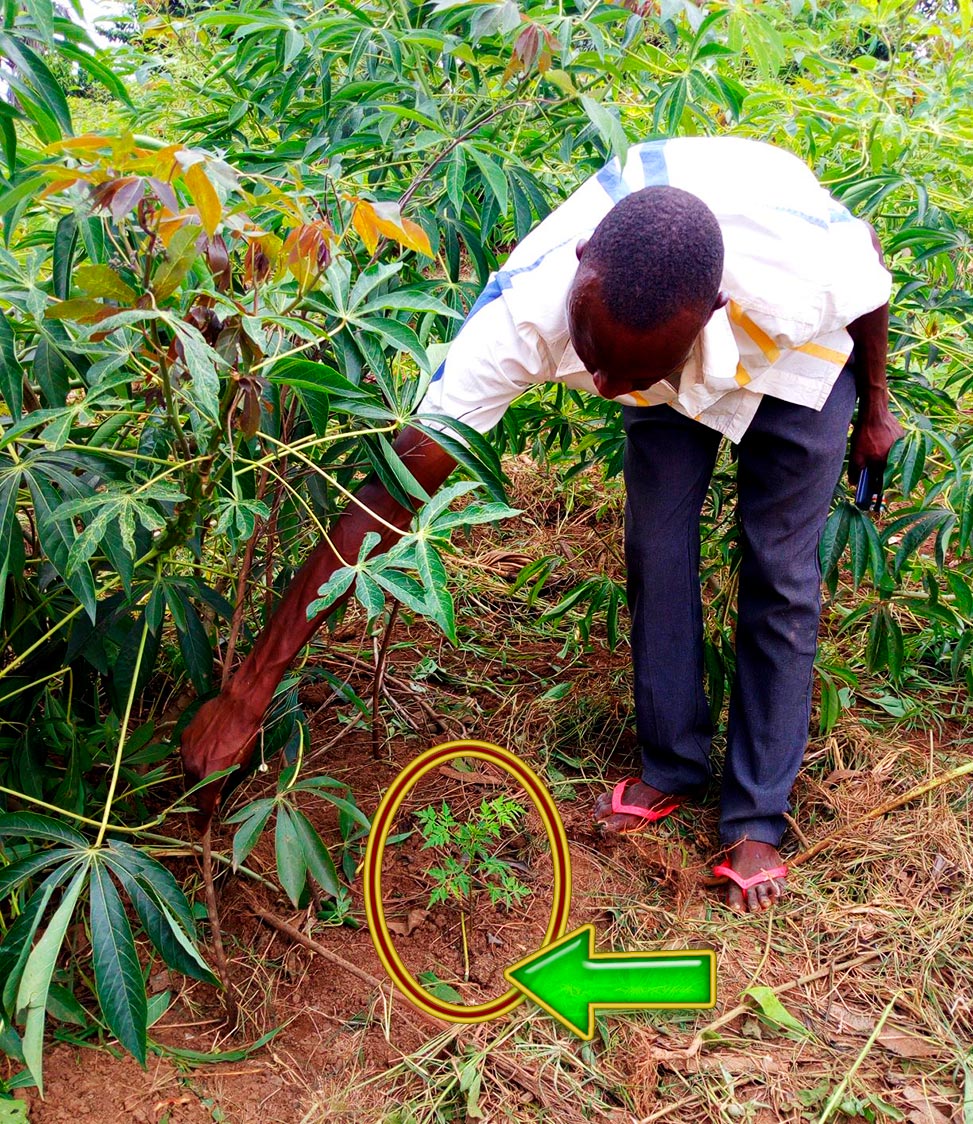 Intercropping tree seedlings with food crops 