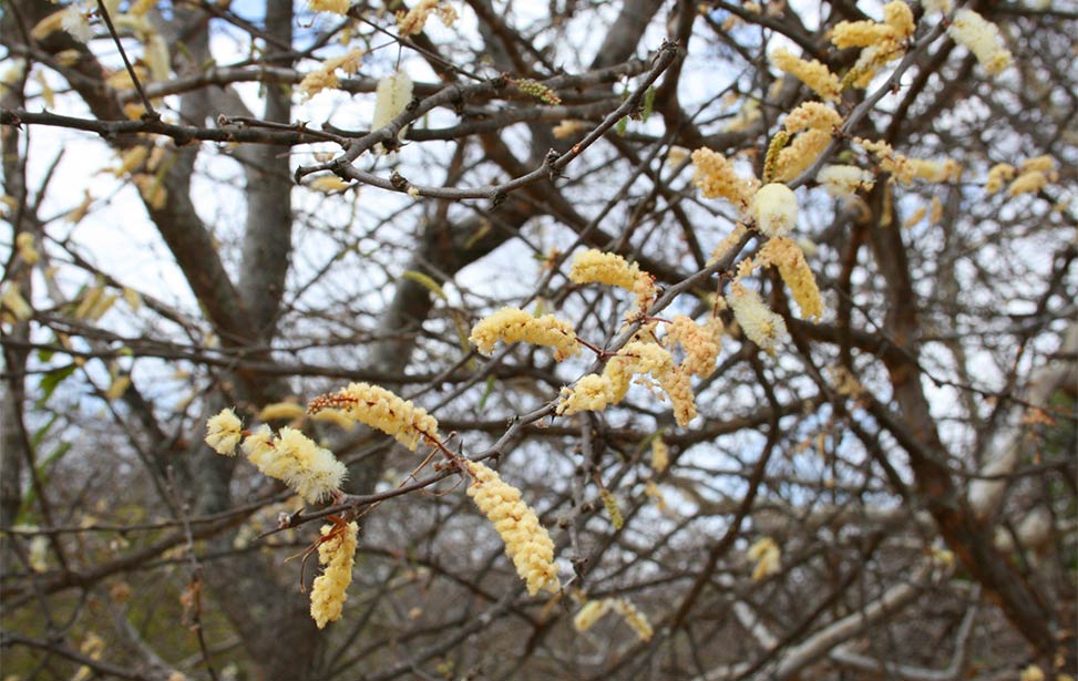 Flowers of Acacia senegal