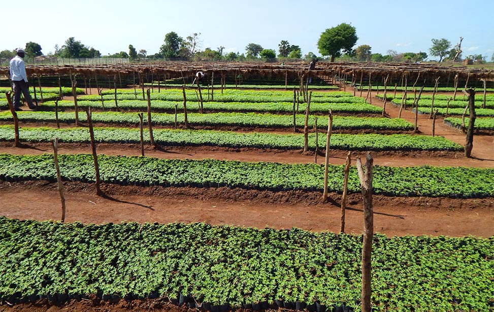 Tree seedlings