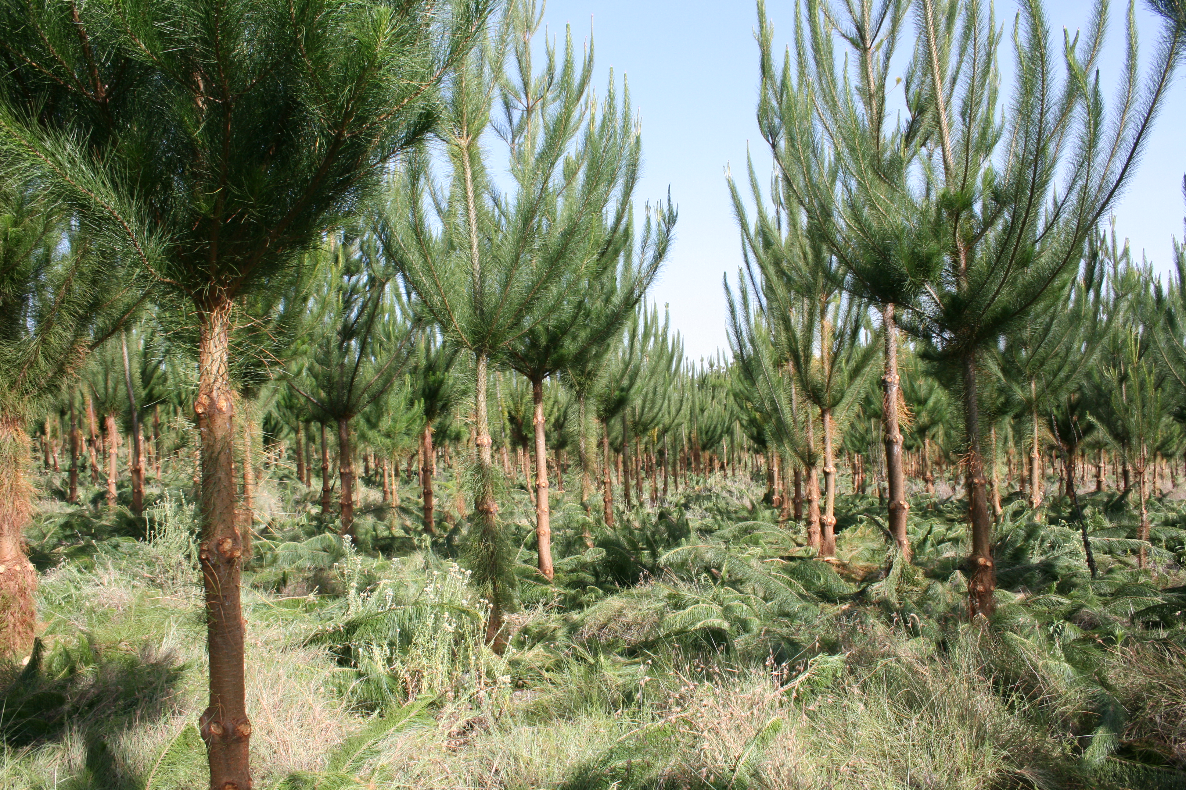 Pinus radiata plantation