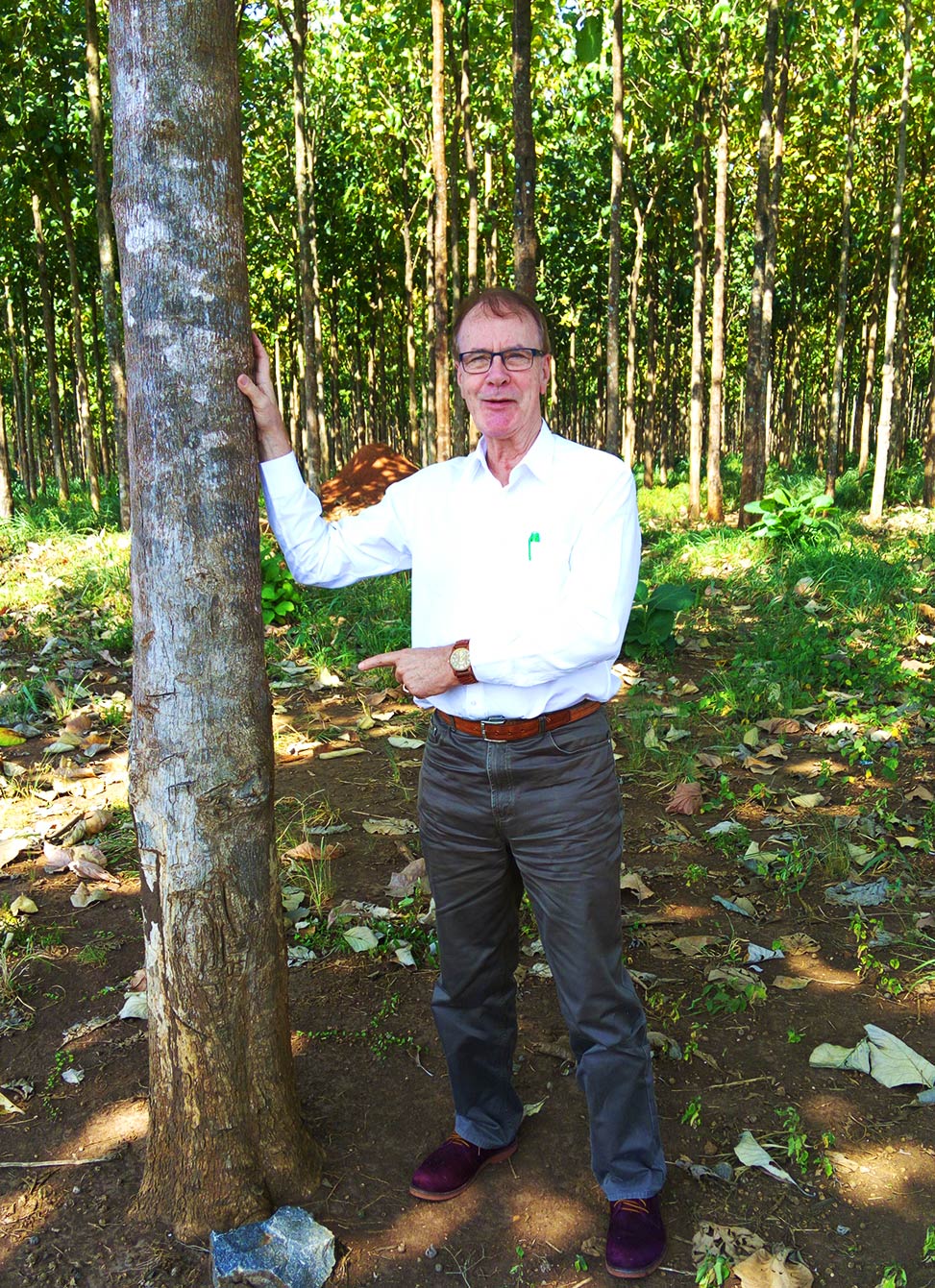 Rino and a teak tree