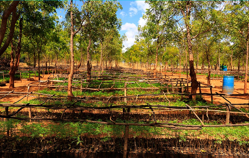 Kiambere Plantation