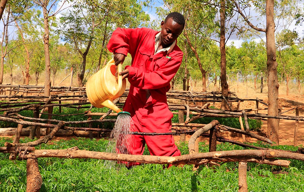 Watering tree seedlings at Kiambere Plantation