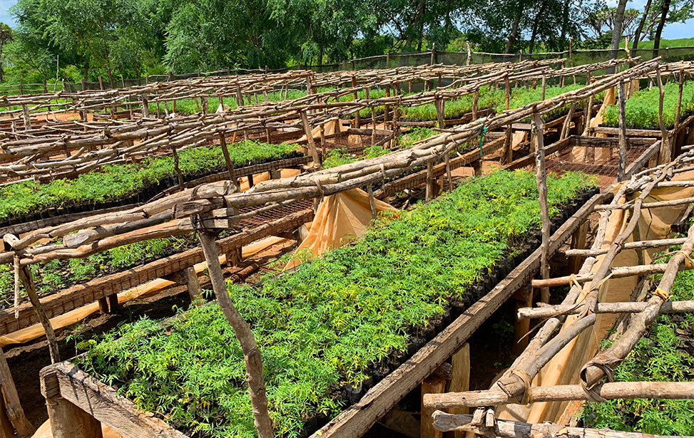 Seedlings