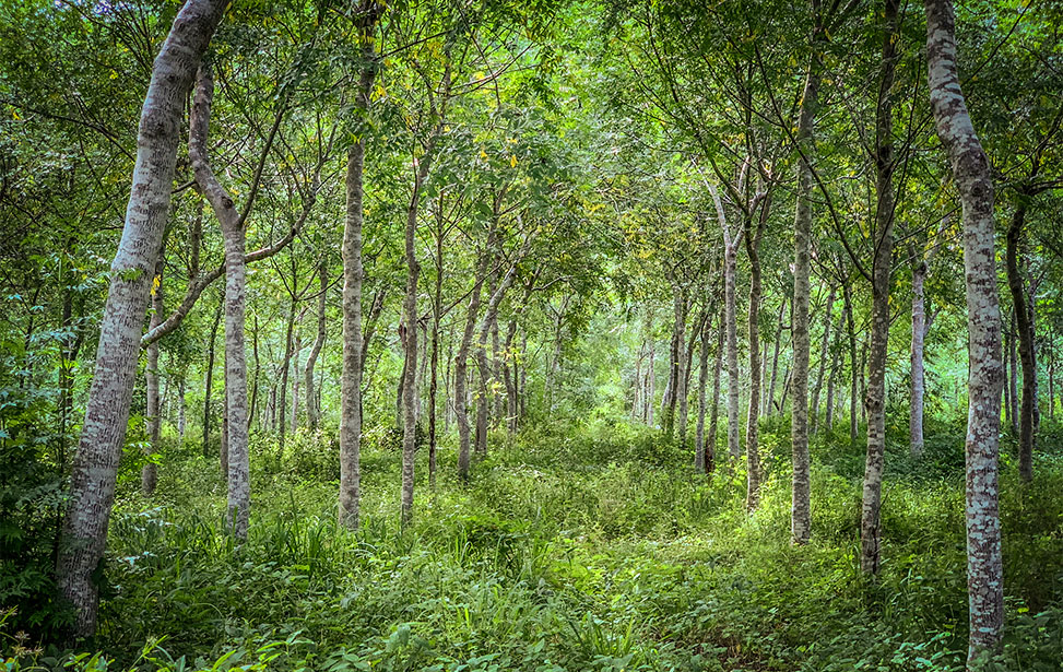 Trees Trees