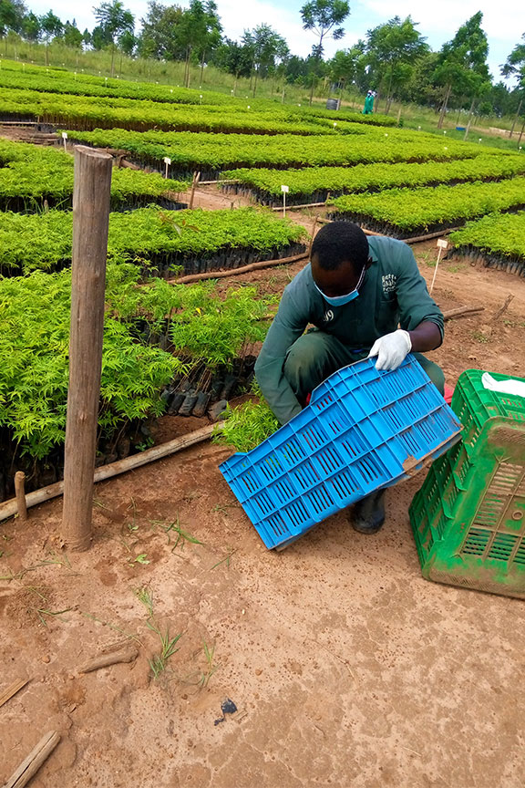 Packing seedlings