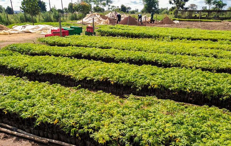 Rows of seedlings