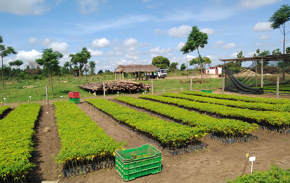 Plantation