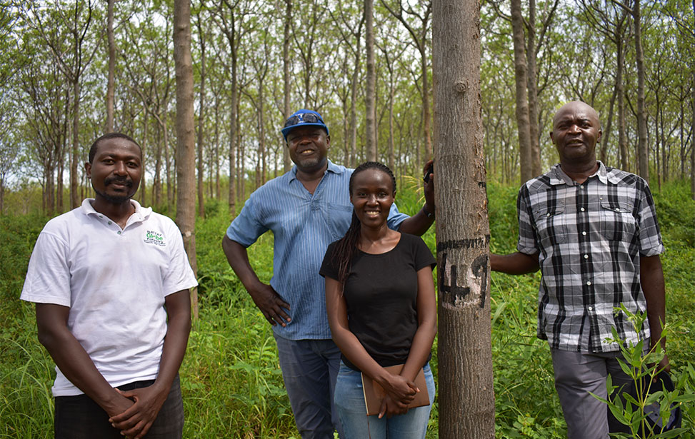 Kiambere plantation assessment