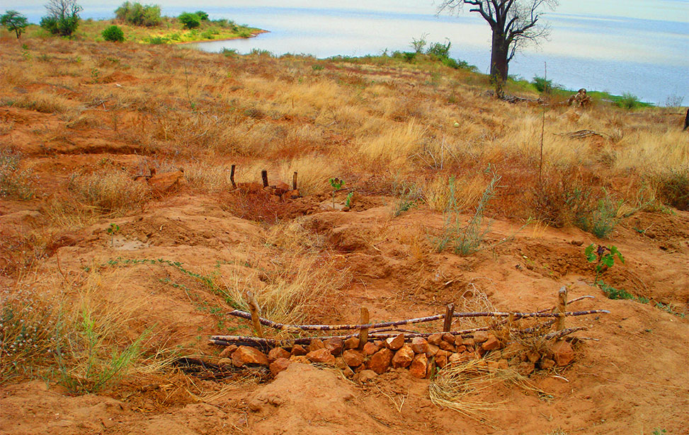 Kiambere plantation