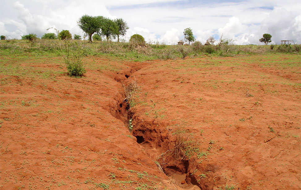 Kiambere plantation