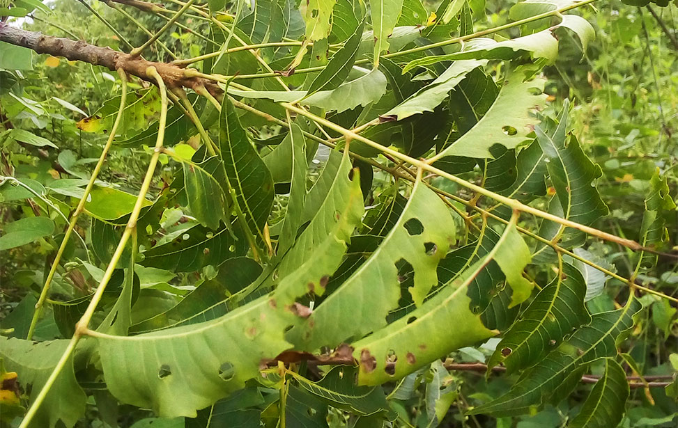 Trees affected by locusts