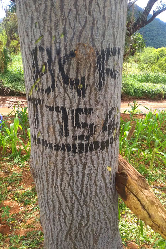 Plus trees