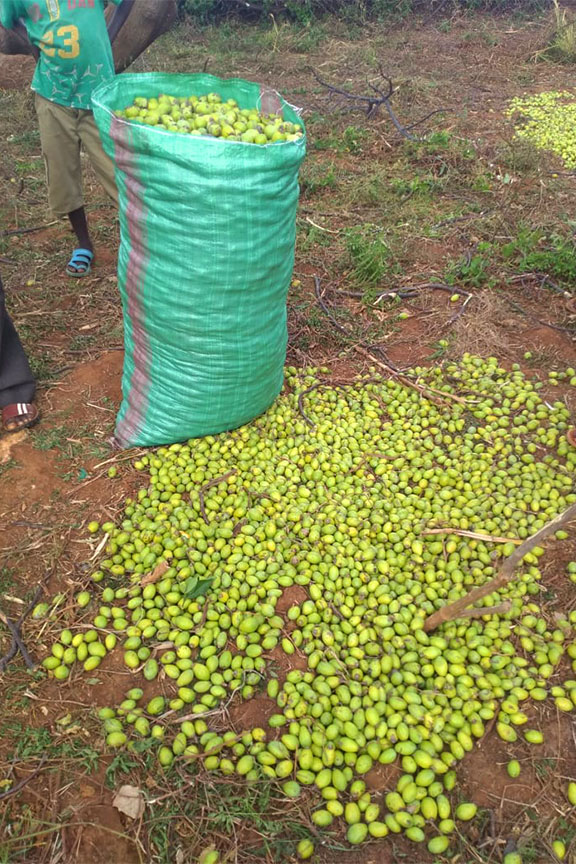 Sorting and selecting fruits