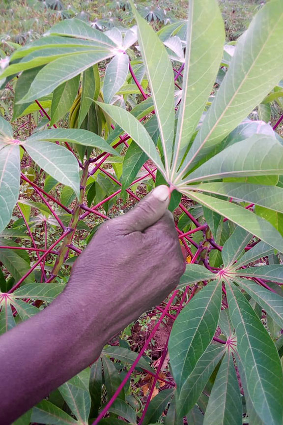 Cassava disease monitoring