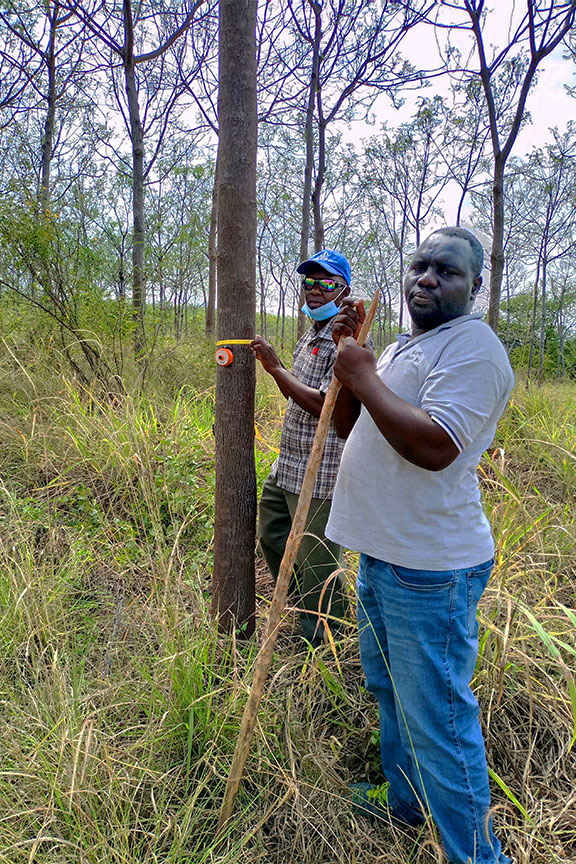 Tree Height Measurement, Forestry, Extension